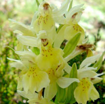 Dactylorhiza sambucina